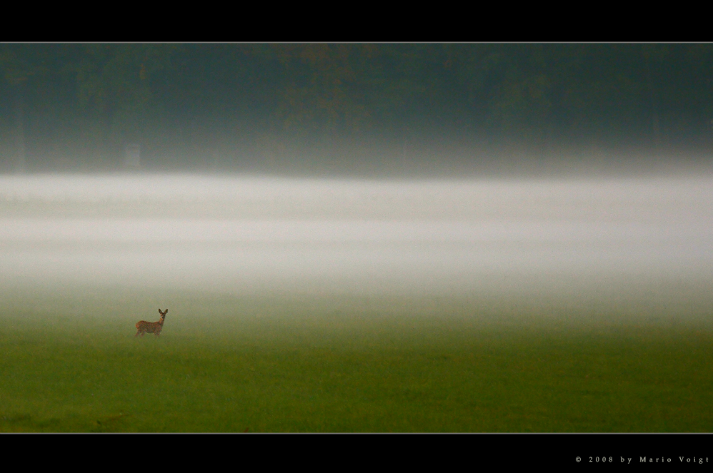 Aus dem Nebel