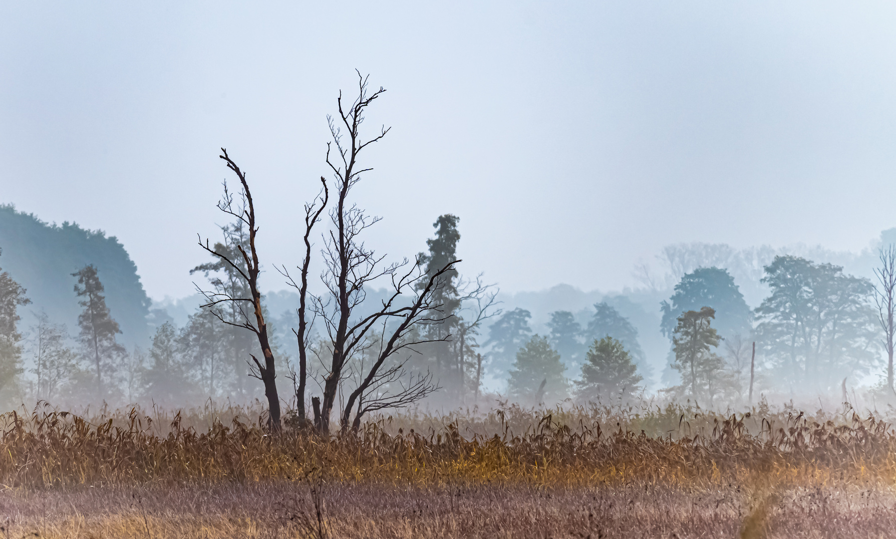 aus dem Nebel ans Licht