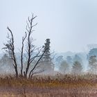 aus dem Nebel ans Licht