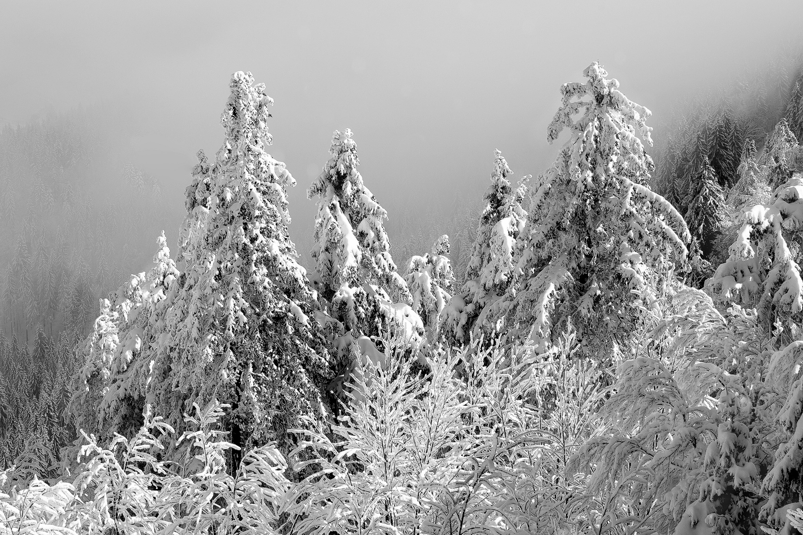 Aus dem Nebel