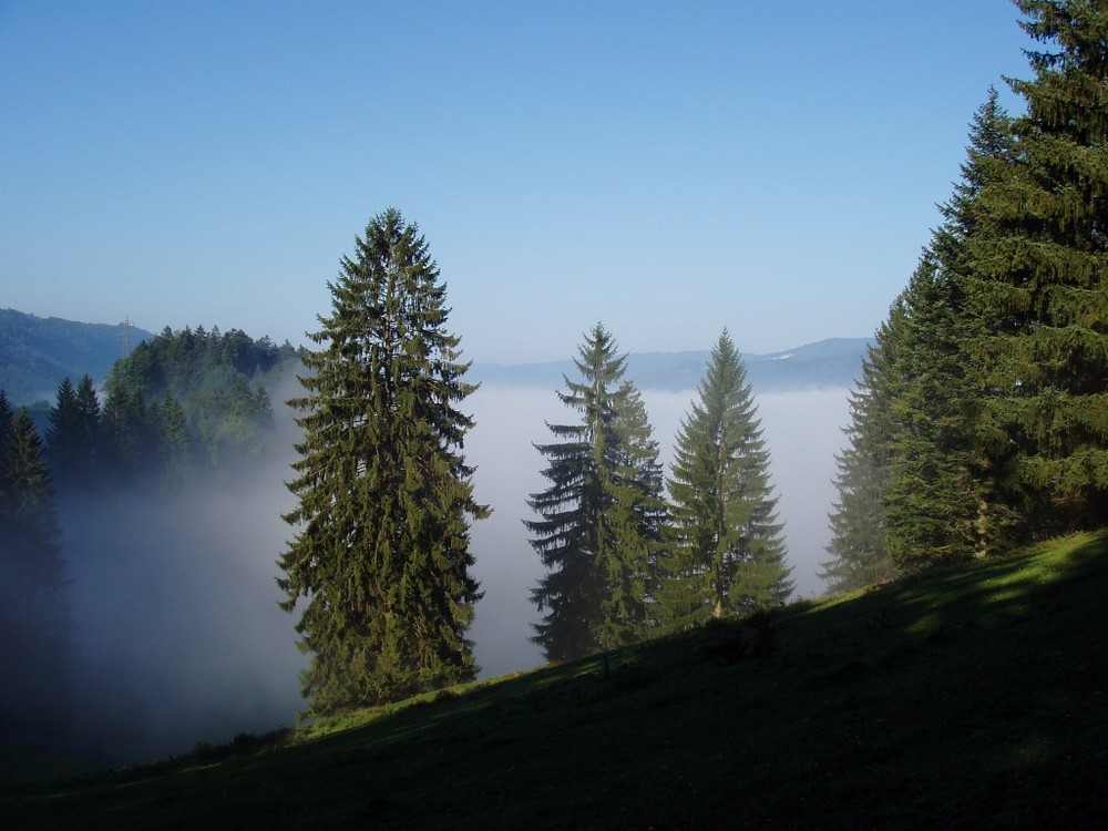 Aus dem Nebel