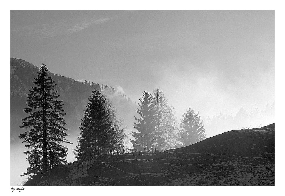 "Aus dem Nebel tauchen"