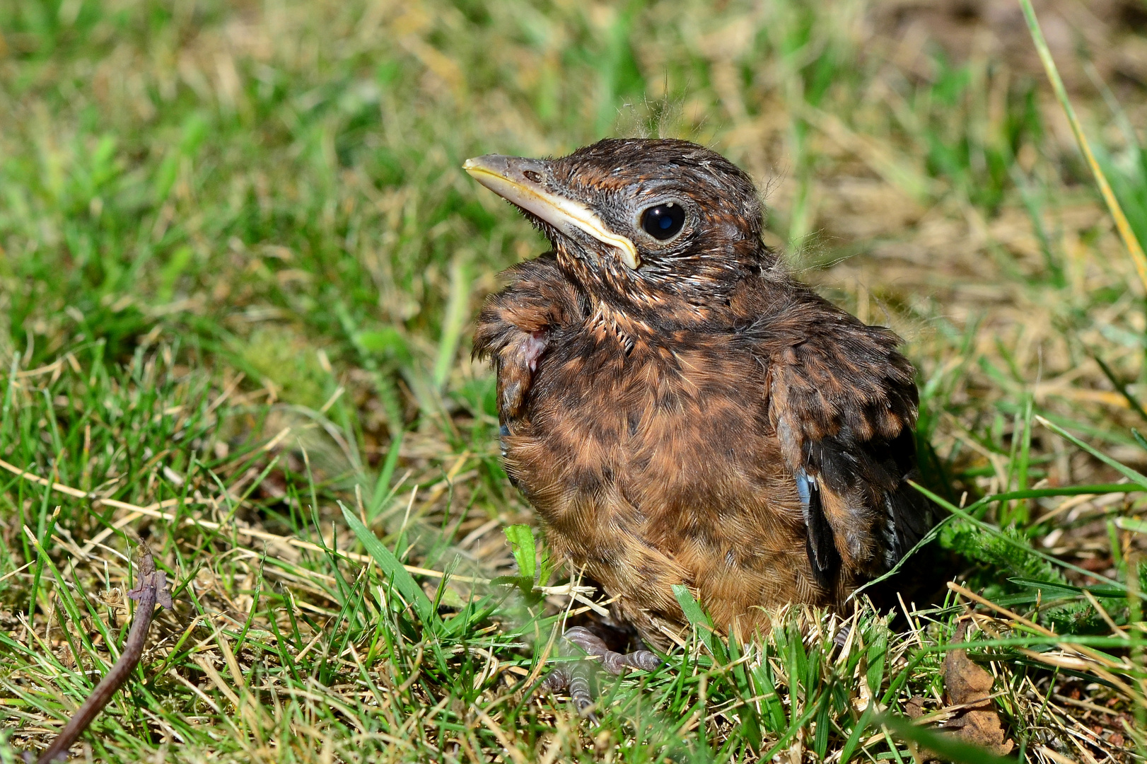 --- Aus dem Nest ....................