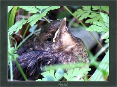 Aus dem Nest gefallen