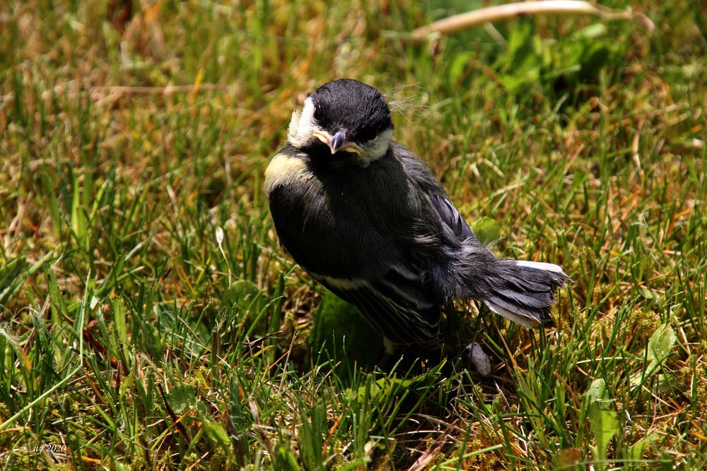 Aus dem Nest gefallen