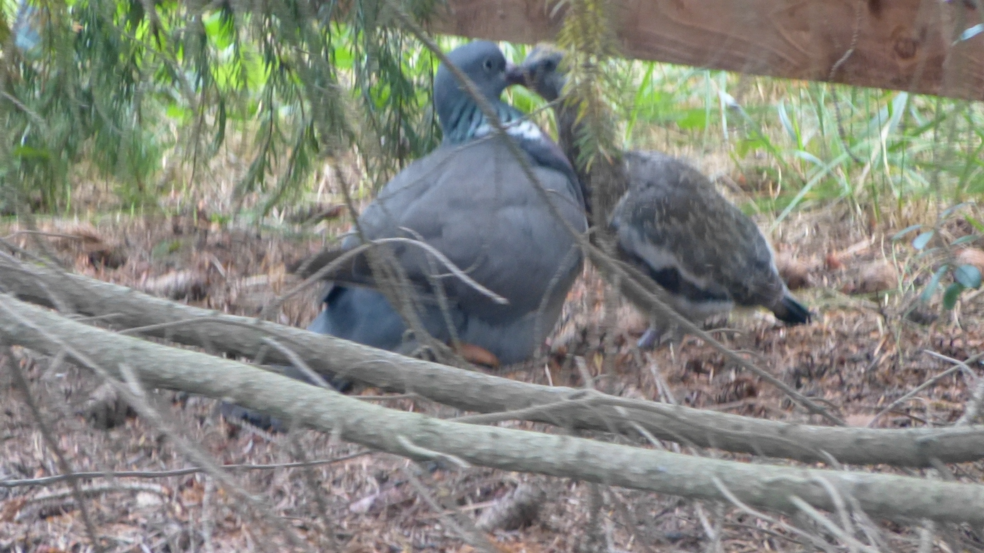 Aus dem Nest gefallen