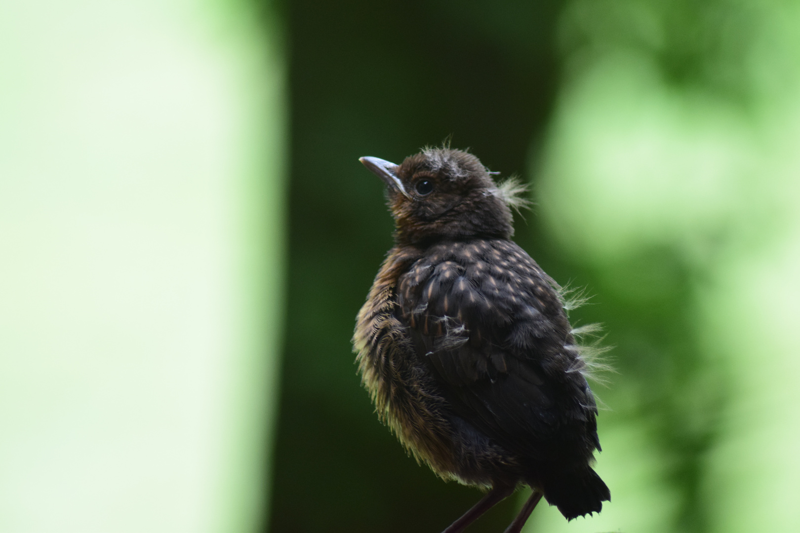 Aus dem Nest gefallen