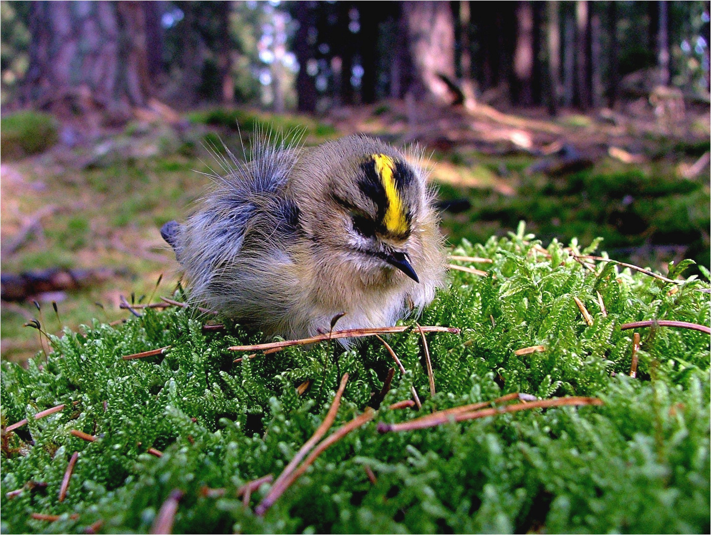 Aus dem Nest gefallen