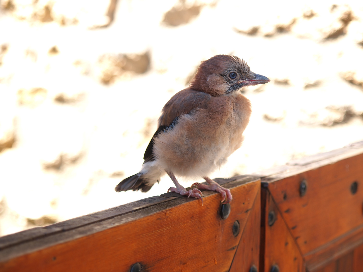 aus dem Nest gefallen 