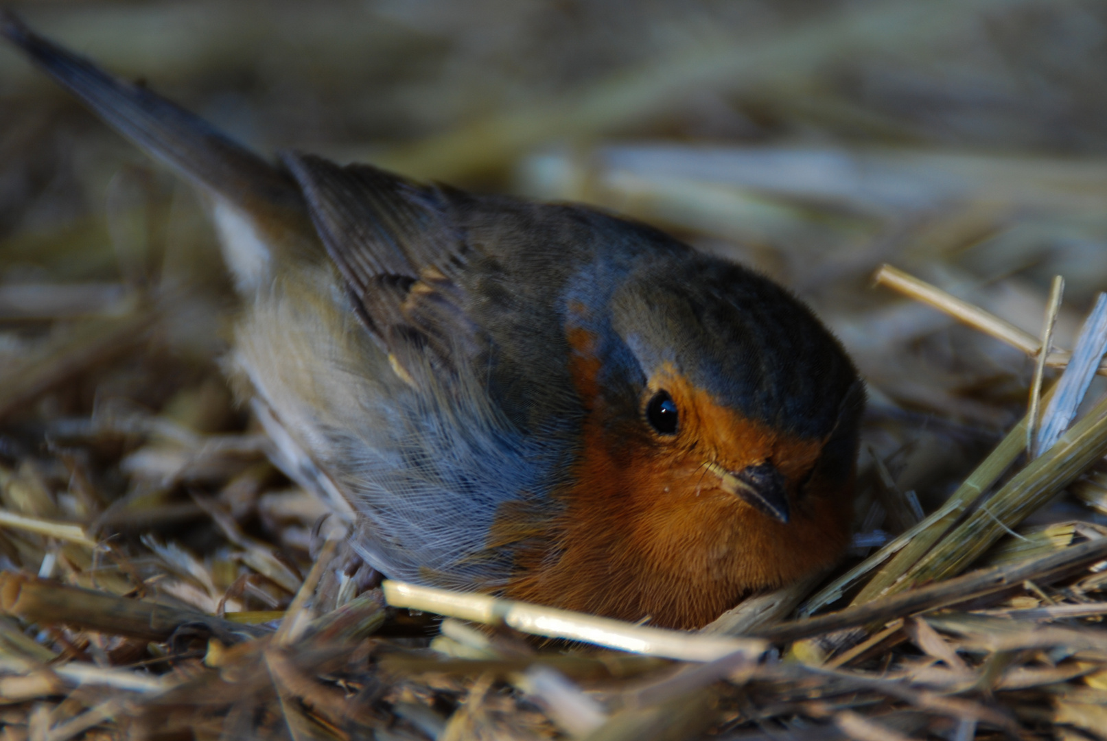 Aus dem Nest gefallen!