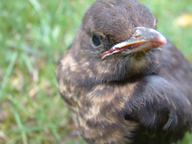 Aus dem Nest gefallen.