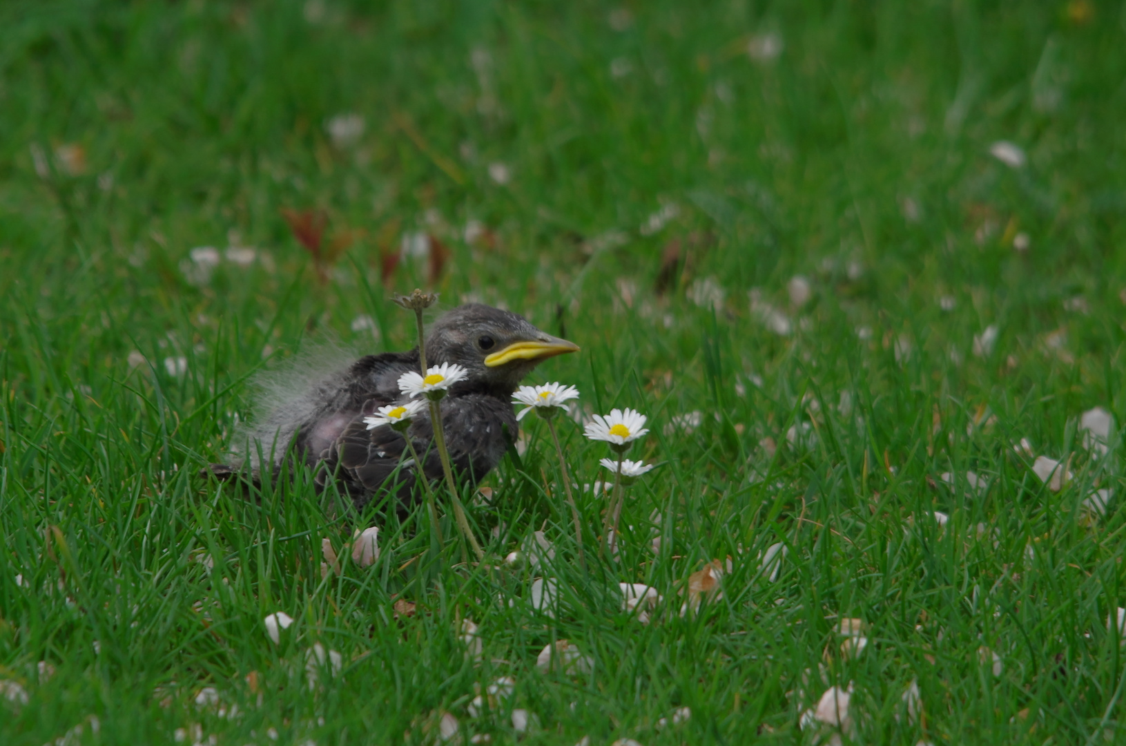 "Aus dem Nest gefallen ..."