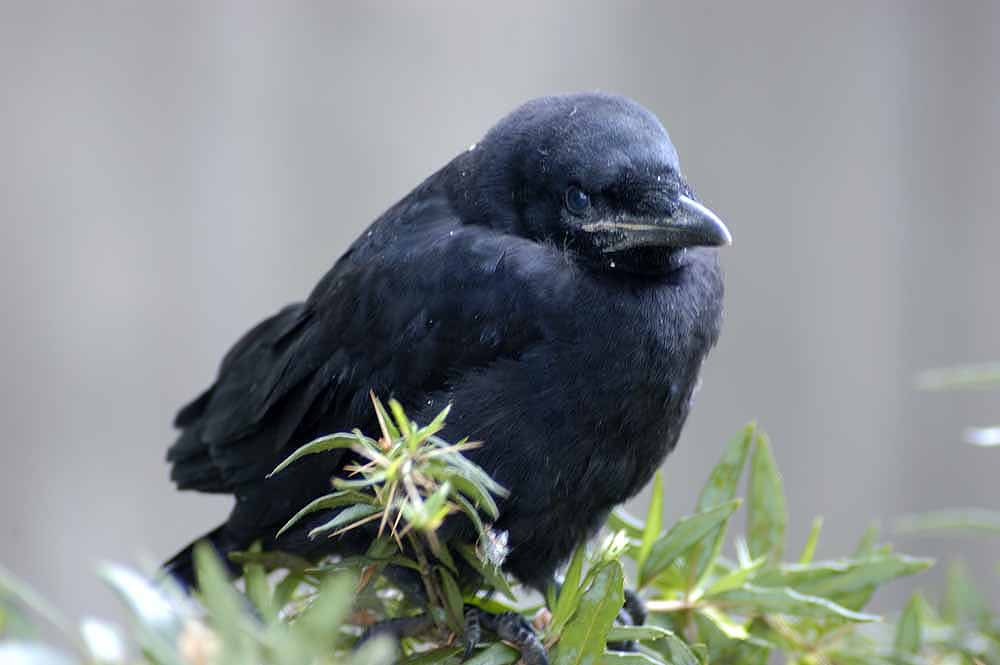 Aus dem Nest gefallen