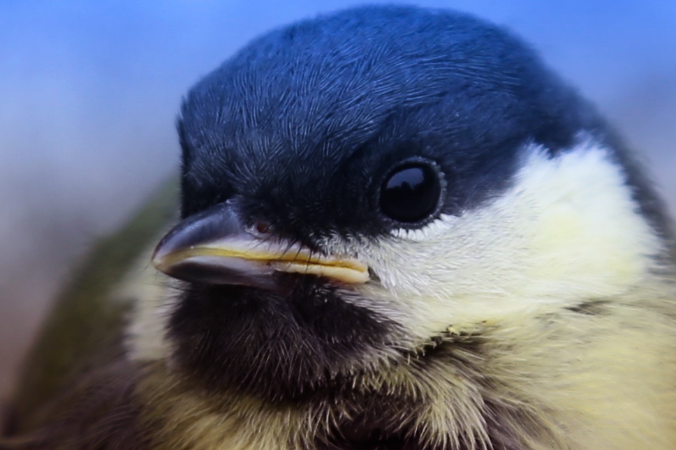 aus dem Nest gefallen