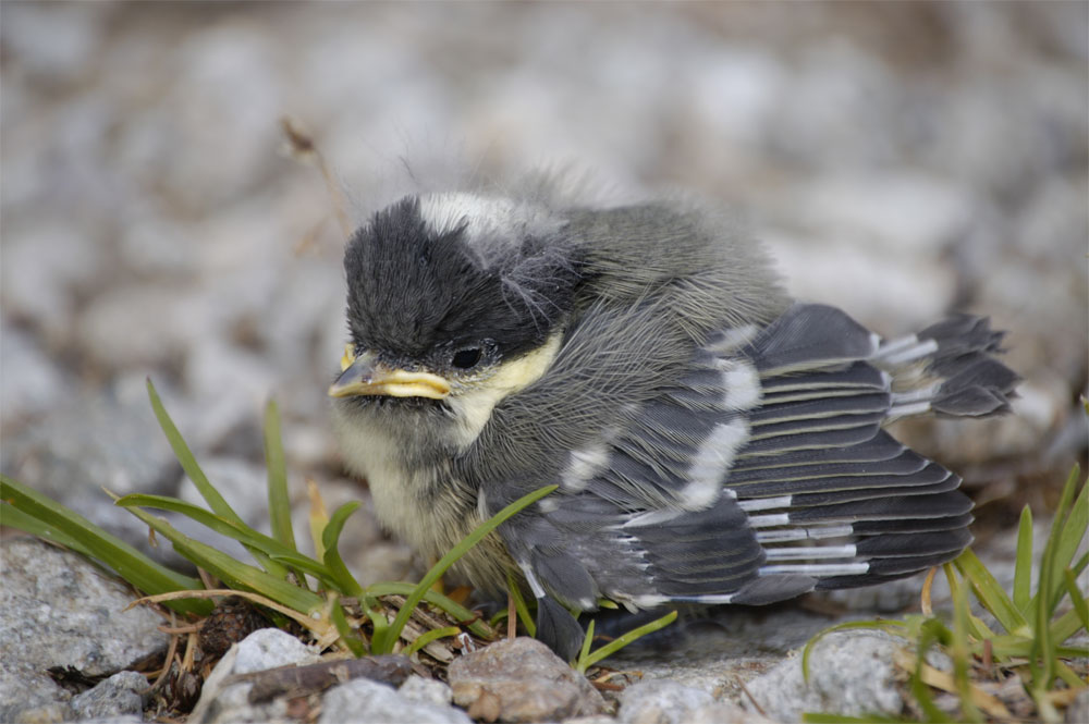 aus dem Nest gefallen I