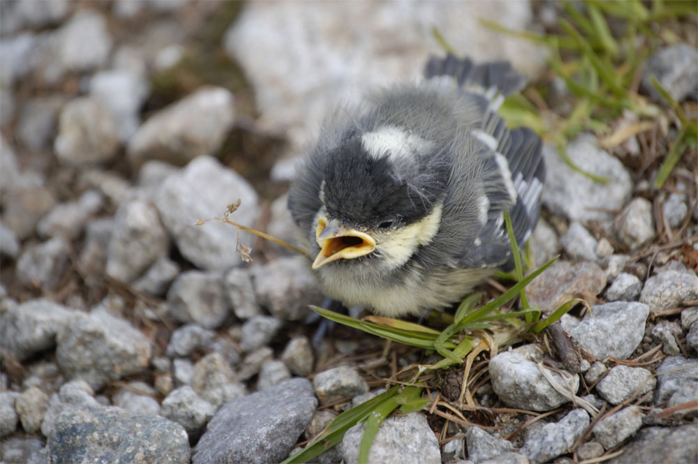 aus dem Nest gefallen II