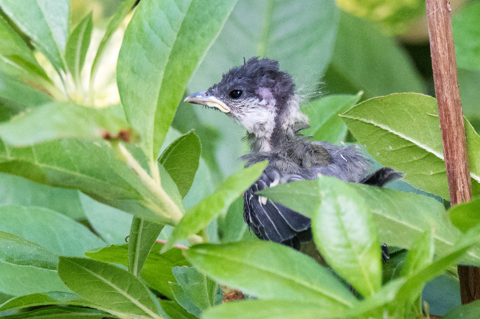 aus dem Nest (geflogen) gefallen