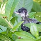 aus dem Nest (geflogen) gefallen