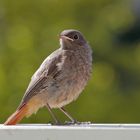 Aus dem Nest geflüchtet