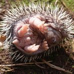 Aus dem Nest gepurzelter junger Igel I