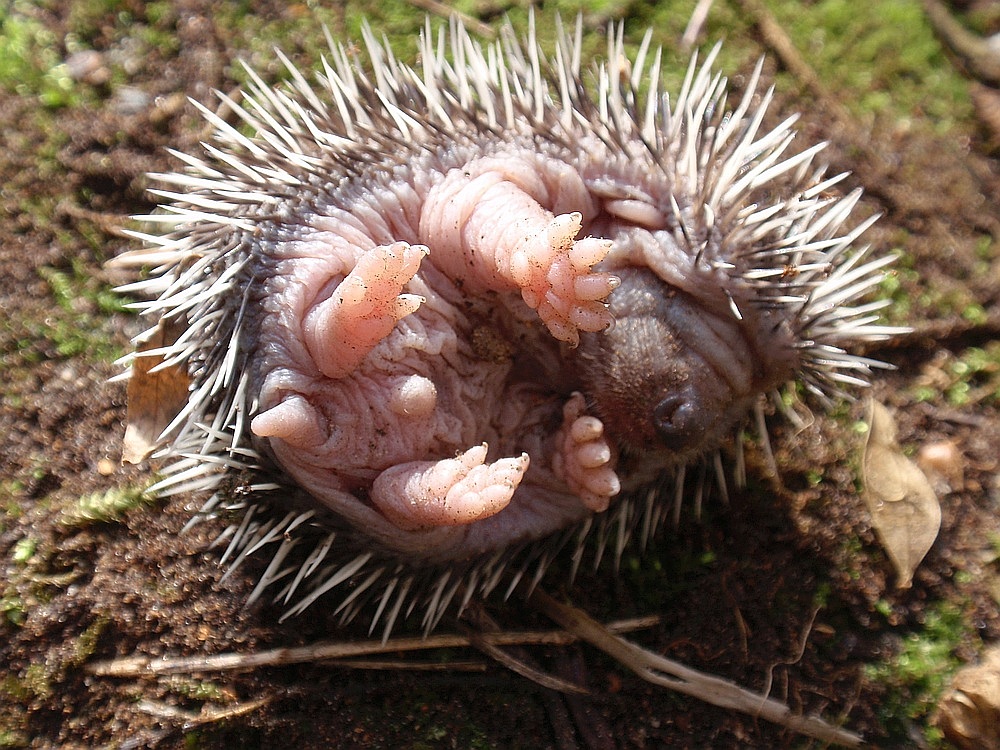 Aus dem Nest gepurzelter junger Igel I