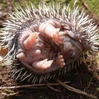 Aus dem Nest gepurzelter junger Igel I