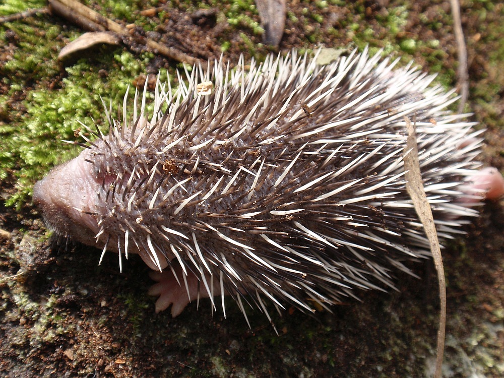 Aus dem Nest gepurzelter junger Igel II