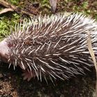 Aus dem Nest gepurzelter junger Igel II