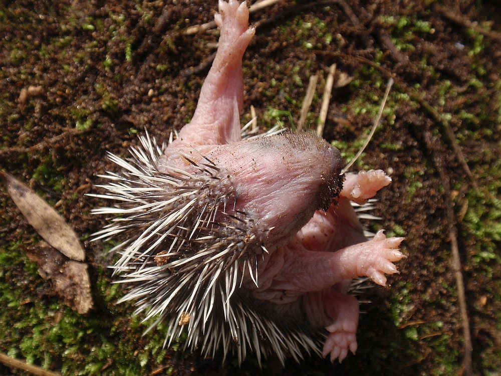 Aus dem Nest gepurzelter junger Igel III