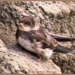 Aus dem Nest gerutscht