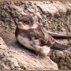 Aus dem Nest gerutscht