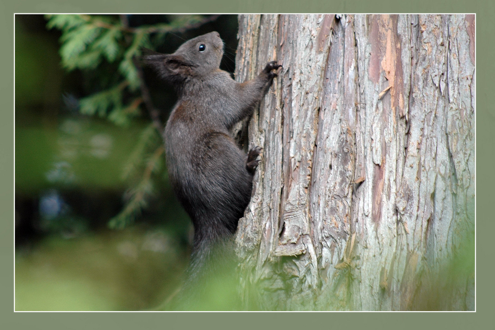 Aus dem Nicht´s heraus - Eichhörnchen