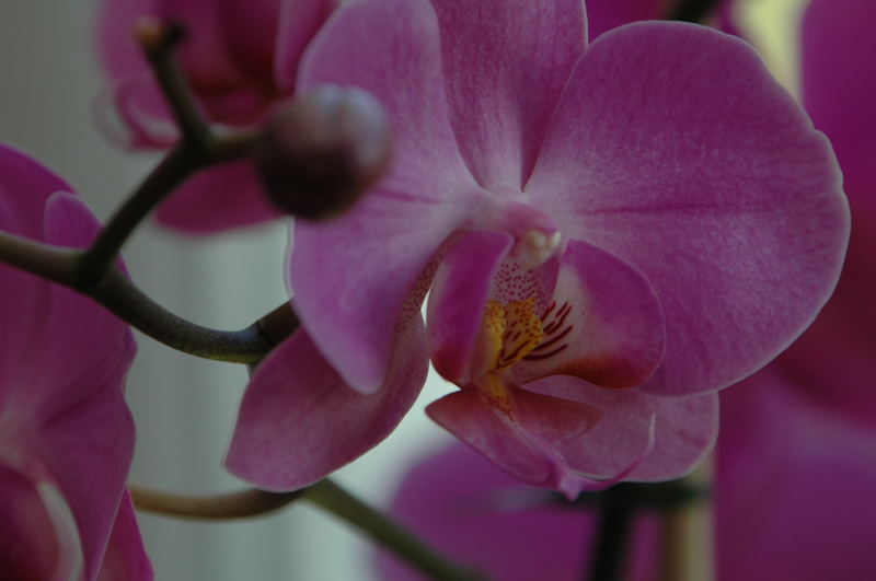 Aus dem Orchideenhaus der Insel Mainau - verschwenderische Schönheiten