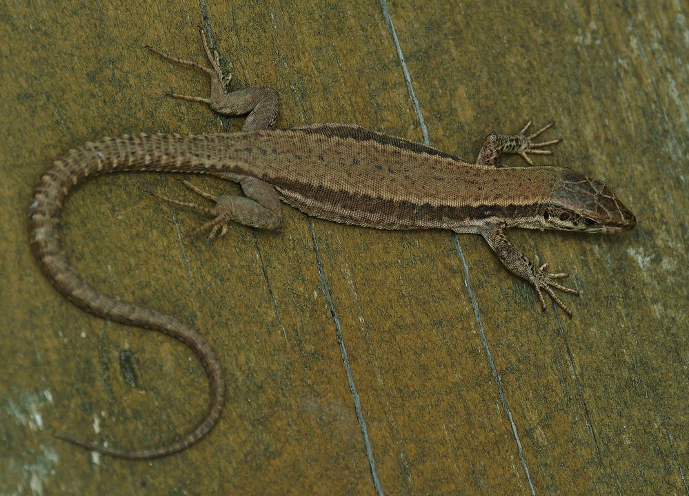 ... aus dem Reptilien - Fundus (nein - nicht Fonds)