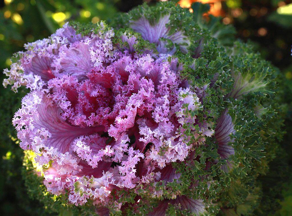 Aus dem Rosengarten