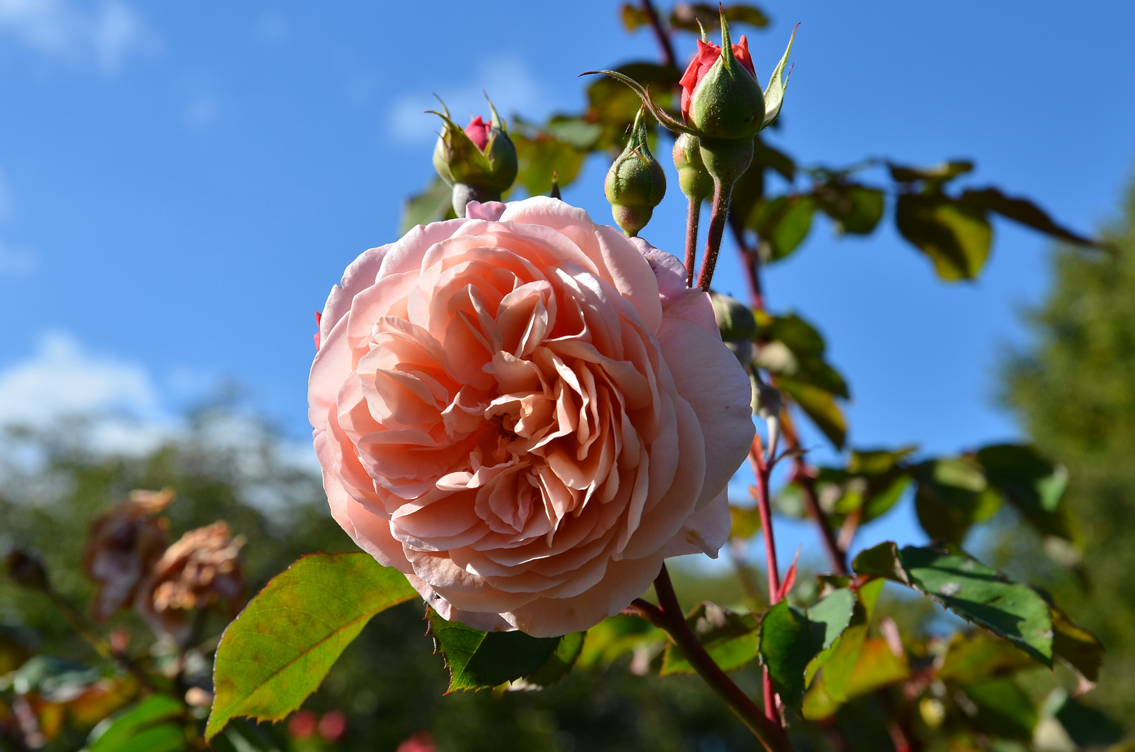 aus dem Rosengarten...