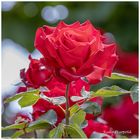 Aus dem Rosengarten