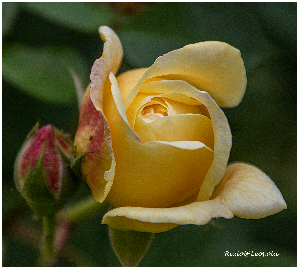 Aus dem Rosengarten