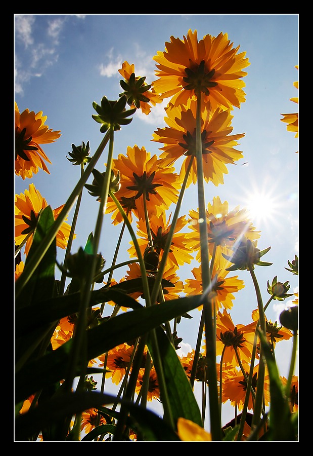 Aus dem Schatten