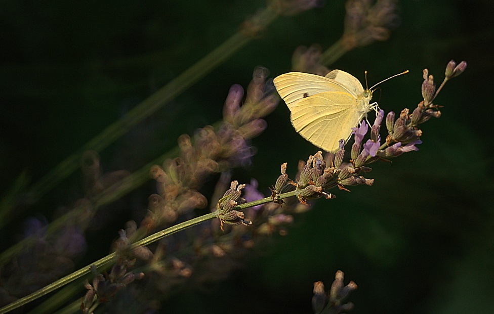 Aus dem Schatten