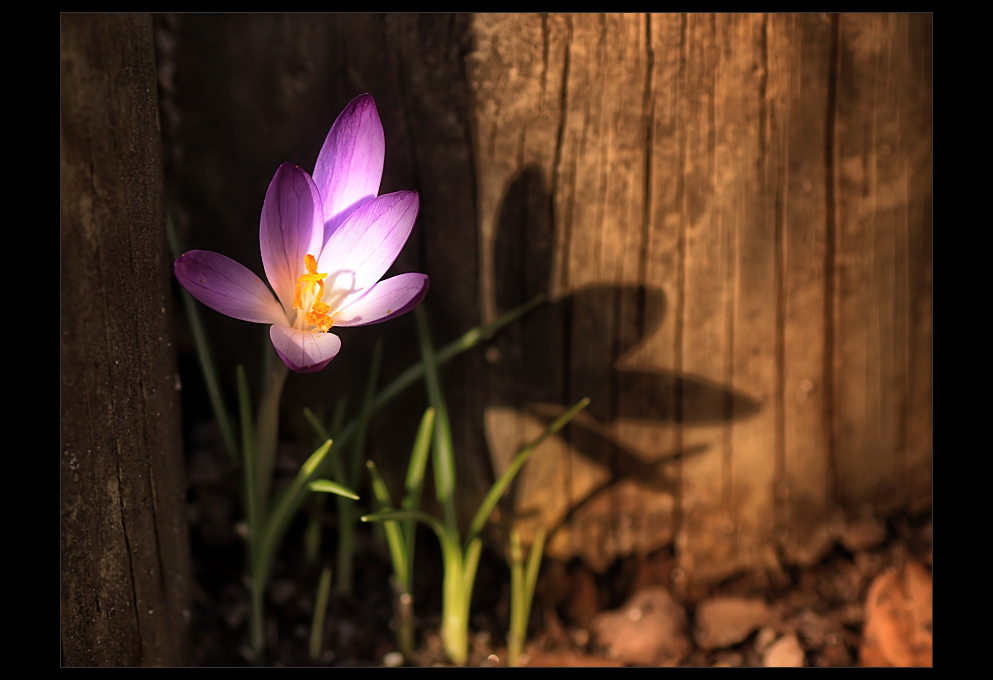 ~ aus dem Schatten ~