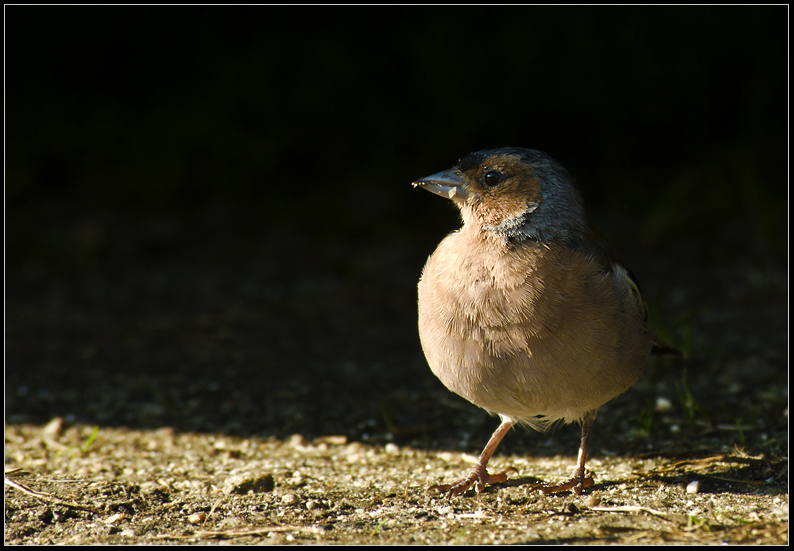 aus dem schatten