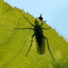 aus dem Schatten