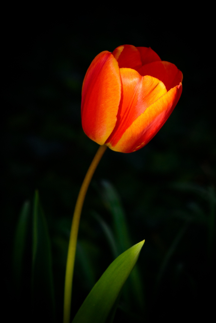 Aus dem Schatten heraus