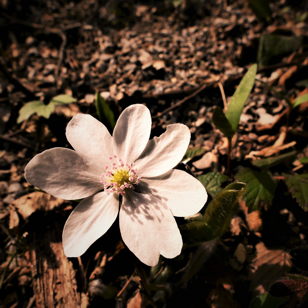 Aus dem Schatten ins Licht