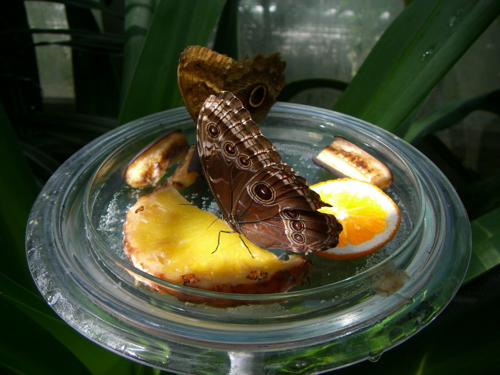 Aus dem Schmetterlingshaus in Mainau