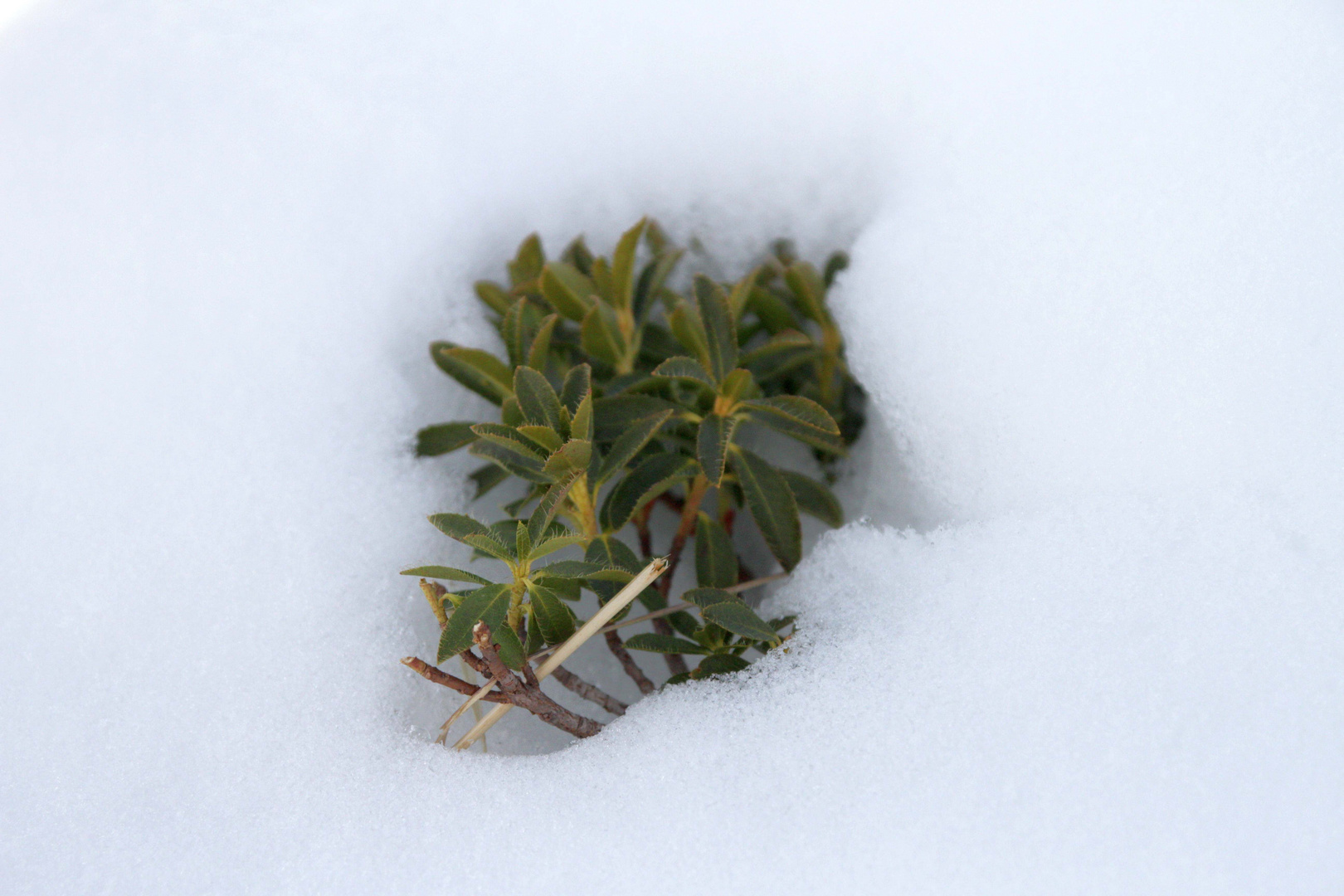 aus dem Schnee