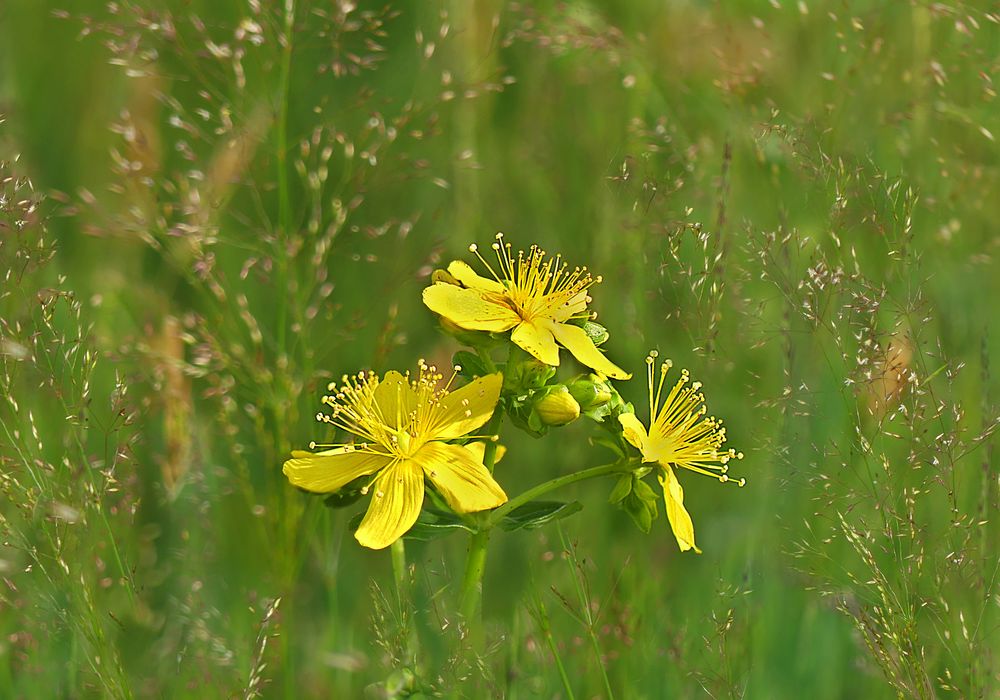 Aus dem sommerlichen Hochmoor