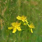 Aus dem sommerlichen Hochmoor