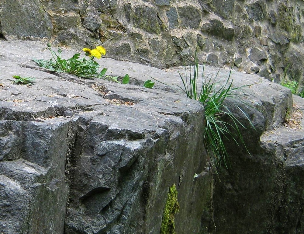 Aus dem Stein